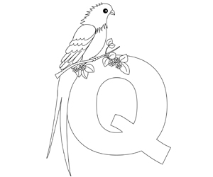 animal-alphabet-letter-Q