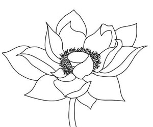 draw lotus flower ink drawing