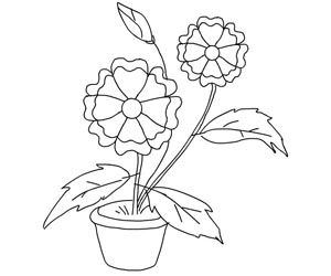 flowers drawing image