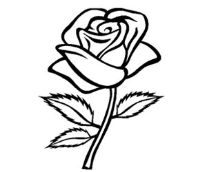rose flower drawing