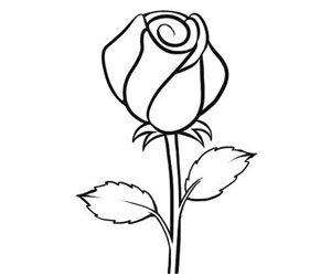 Rose flower drawings